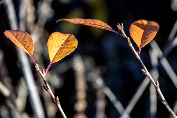 Минулої осені багато-кольорові оранжево-жовті листки на Буші освітлені через сонце, макро — стокове фото