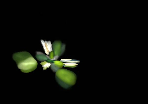 Абстрактна фрактальна квітуча вода Лілія на воді — стокове фото
