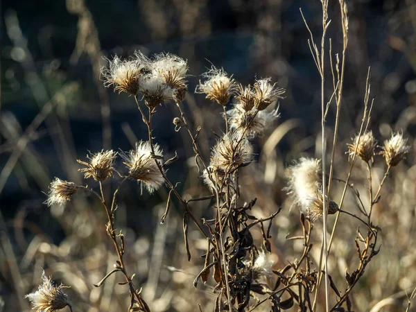 Chardon pelucheux sec graines éclairées par le soleil — Photo