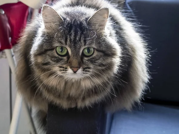 Soffice gatto siberiano si siede sul divano e guarda il fotografo — Foto Stock