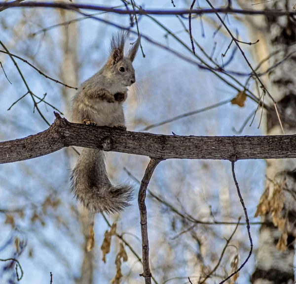 Veverka v zimním lese sedí na stromě a dívá se na fotografa — Stock fotografie