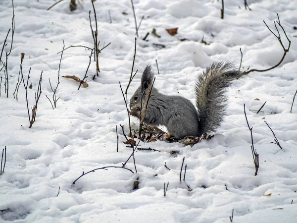 Mókus egy téli erdőben megtalálta az ellátmányt a hóban, és megeszi őket. — Stock Fotó