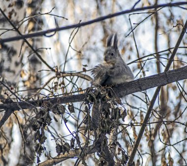 Kış ormanındaki bir sincap ağaçta oturur ve kürkünü temizler.