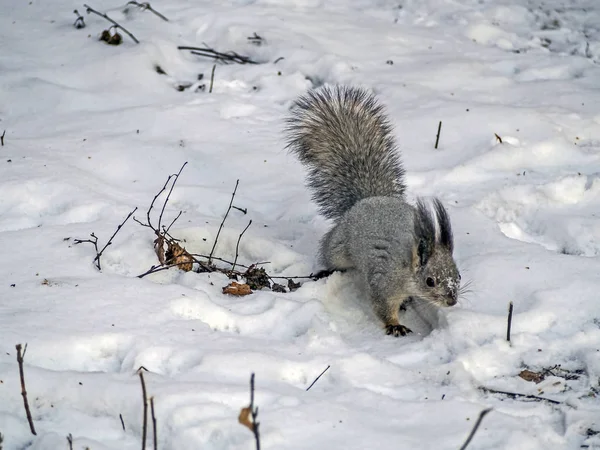 Eichhörnchen im Winterwald auf der Suche nach Nahrung im Schnee — Stockfoto