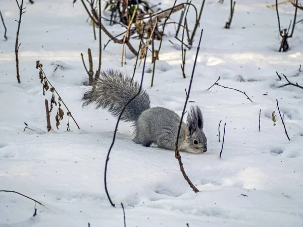 Eichhörnchen im Winterwald auf der Suche nach Nahrung im Schnee — Stockfoto