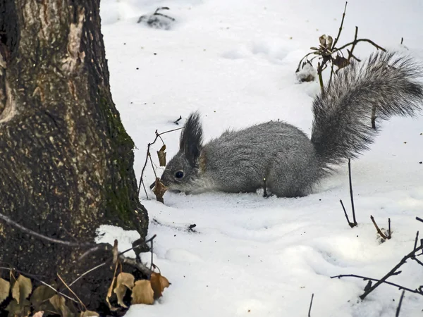 Eichhörnchen im Winterwald auf der Suche nach Nahrung im Schnee — Stockfoto