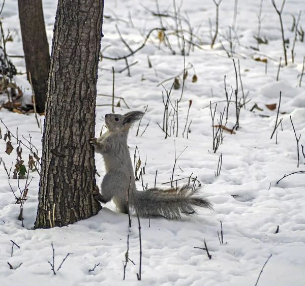 Eichhörnchen im Winterwald klettert aus dem Schnee auf den Baumstamm — Stockfoto