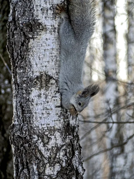 Veverka v zimním lese sedí hlavou dolů na stromě a jí jídlo — Stock fotografie