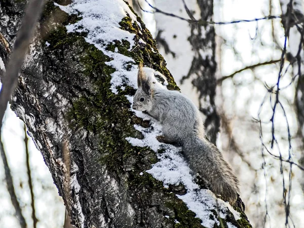 Écureuil dans la forêt d'hiver assis sur un arbre et regarde le photographe — Photo