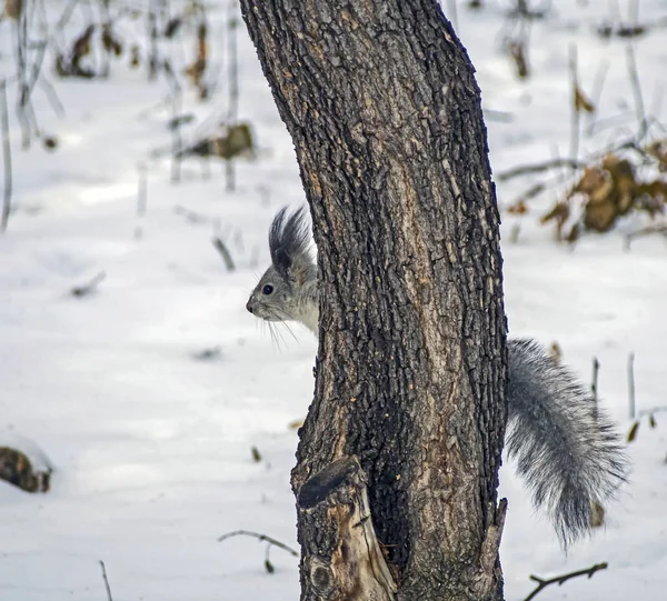 겨울 숲에 사는 다람쥐는 트렁크 뒤에서 밖을 내다본다 — 스톡 사진