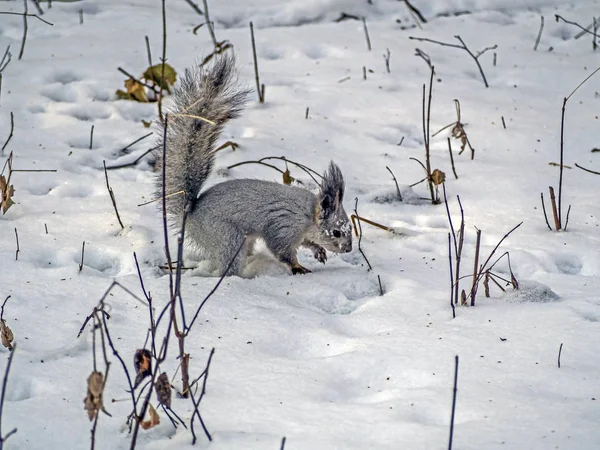 겨울에 눈 속에서 먹이를 찾는 다람쥐 — 스톡 사진
