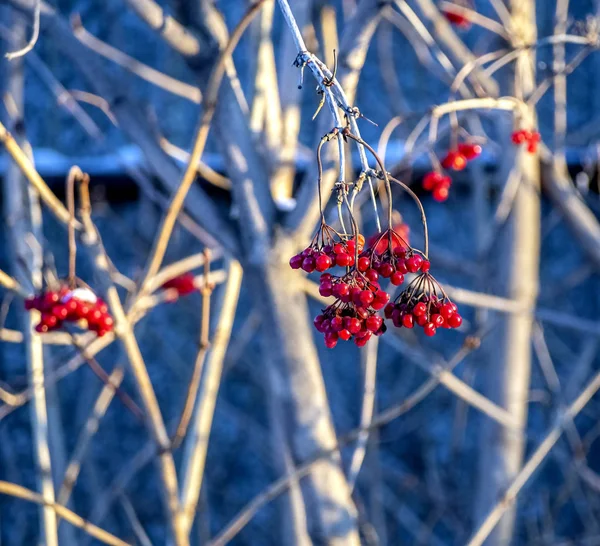 Bacche di viburno congelate su un albero in inverno — Foto Stock