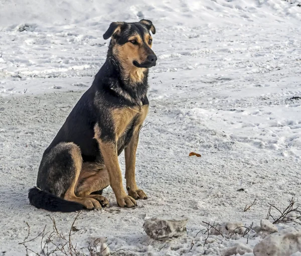 Perro negro con un pecho amarillo se sienta en la nieve — Foto de Stock