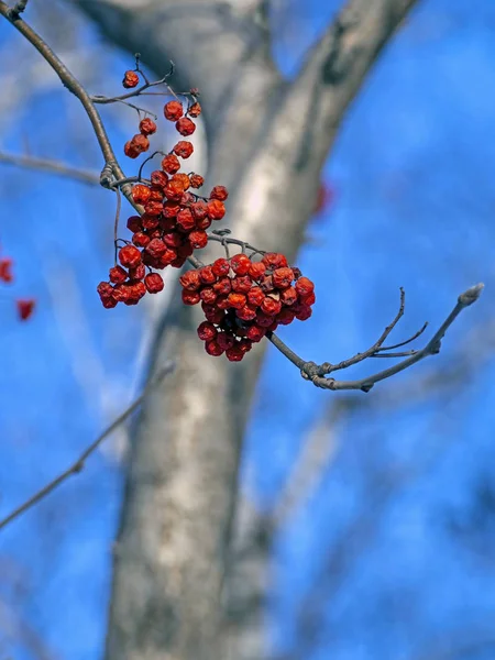 Tørrede Rowan bær på et træ om vinteren - Stock-foto