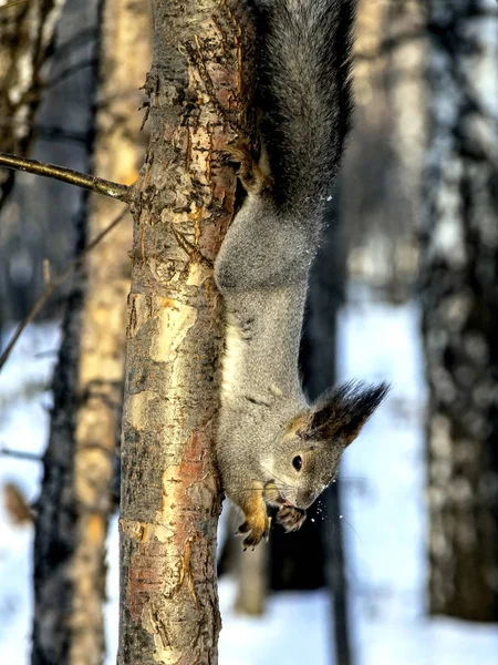 Eichhörnchen im Winterwald sitzt auf einem Baum und frisst eine Nuss — Stockfoto