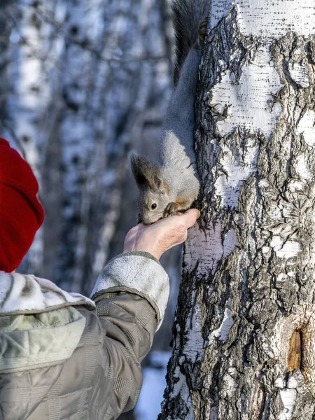 Im Winter füttert die ältere Frau im Stadtpark ein hübsches graues Eichhörnchen aus ihren Händen — Stockfoto