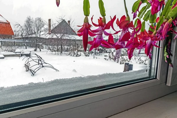 Hermoso cactus de Navidad en flor escarlata en el alféizar de la ventana — Foto de Stock
