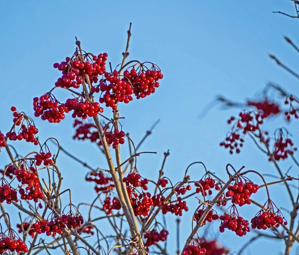 Bagas de viburnum congeladas em uma árvore no inverno — Fotografia de Stock