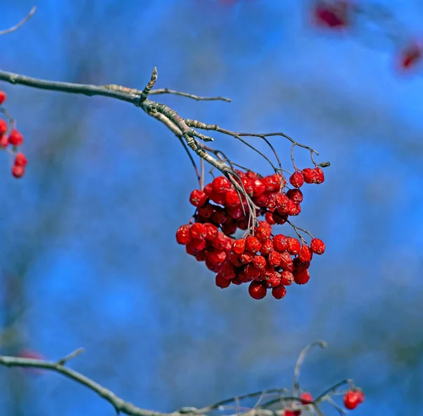 Bagas de Rowan secas em uma árvore no inverno — Fotografia de Stock