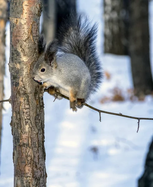 Mókus a téli erdőben ül egy fán, és nézi a fotós — Stock Fotó