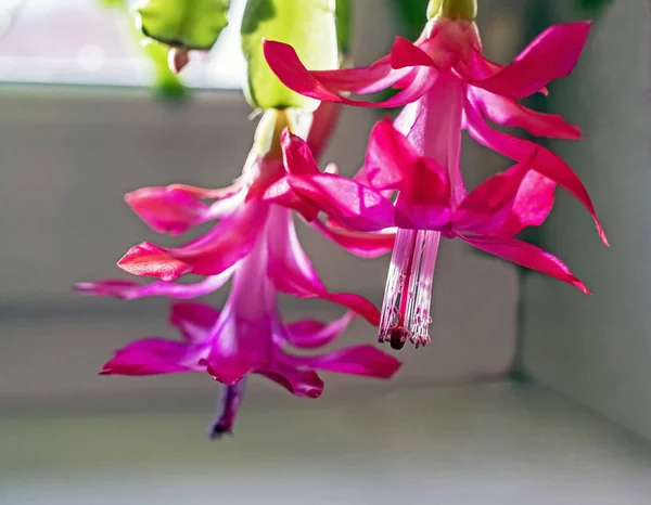 Beautiful scarlet blooming Christmas cactus — Stock Image Beautiful scarlet blooming Christmas cactus Royalty Free Stock Images