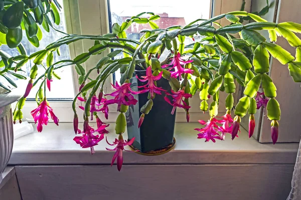 Beautiful scarlet blooming Christmas cactus — Stock Image Beautiful scarlet blooming Christmas cactus Royalty Free Stock Images