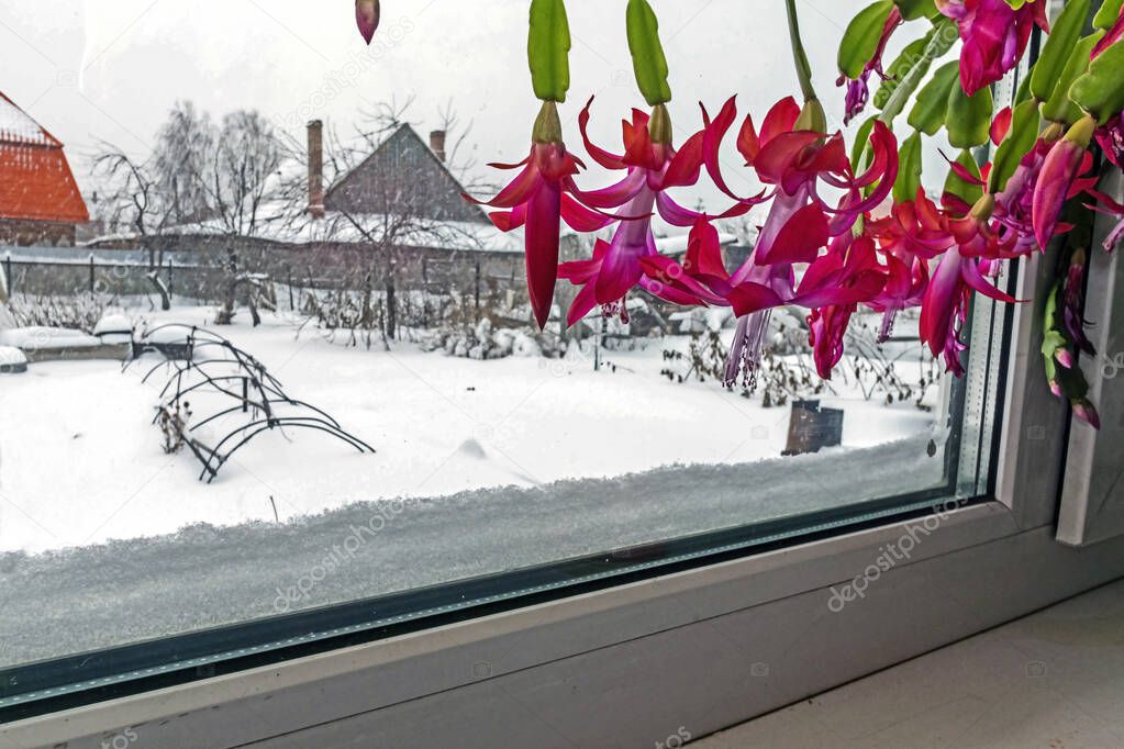 beautiful scarlet blooming Christmas cactus on the windowsill