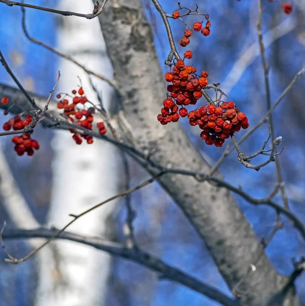 Bacche di Rowan asciugate su un albero in inverno — Foto Stock