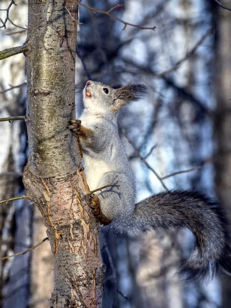 겨울 숲에서 나무의 줄기를 타고 올라가는 다람쥐 — 스톡 사진