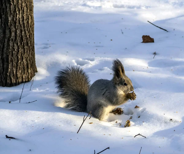 Eichhörnchen im Winterwald hat seinen Vorrat im Schnee gefunden und frisst ihn — Stockfoto