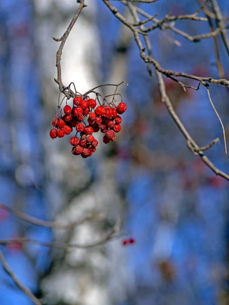 Bacche di Rowan asciugate su un albero in inverno — Foto Stock