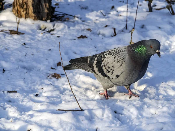 Taube im Park im Schnee auf Nahrungssuche — Stockfoto