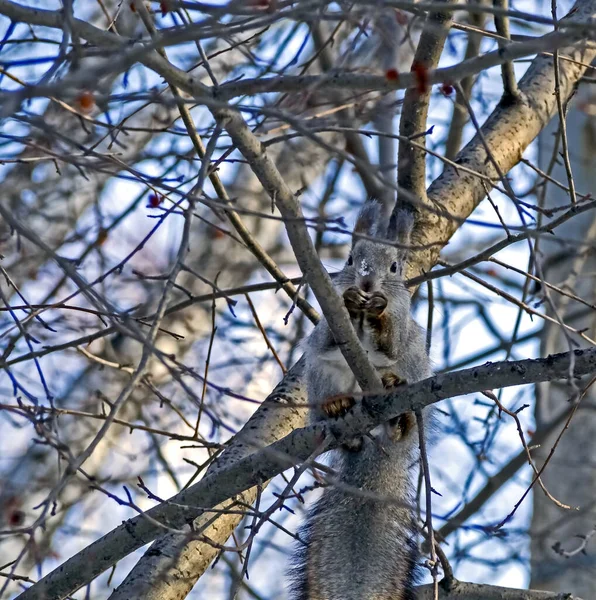 Eichhörnchen im Winterwald sitzt auf einem Baum und schaut den Fotografen an — Stockfoto
