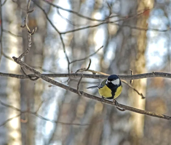 Tit em um galho de árvore no inverno — Fotografia de Stock