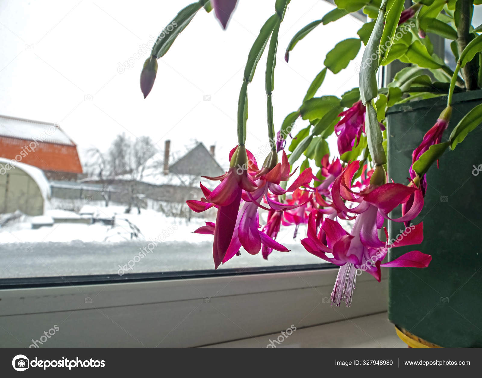 почему декабрист цветет зимой. зигокактус шлюмбергера. почему декабрист цветет зимой. зигокактус. зигокактус декабрист.