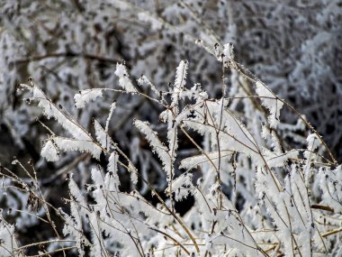 Buz, kışın çözülmemiş nehrin yakınındaki kuru bitkileri kapladı.