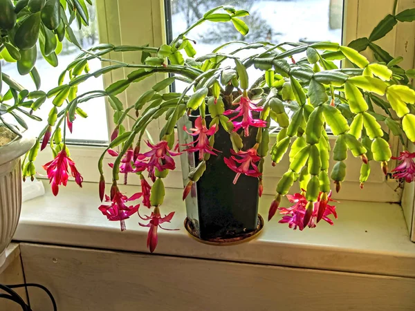 Mooie scharlaken bloeiende kerst cactus — Stockfoto