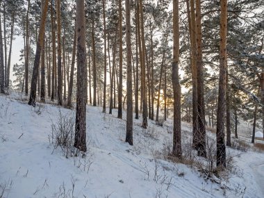 Çam ormanı serin bir kış akşamında
