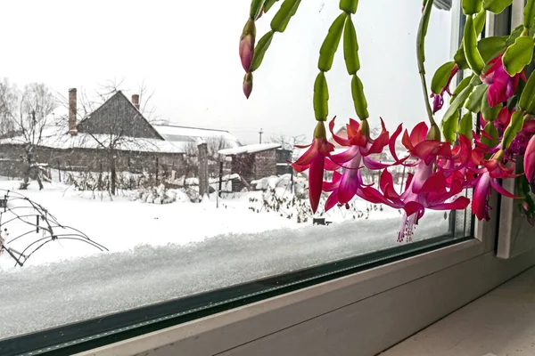 beautiful scarlet blooming Christmas cactus on the windowsill