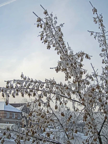 Arbres recouverts de givre près de la rivière non gelée en hiver — Photo