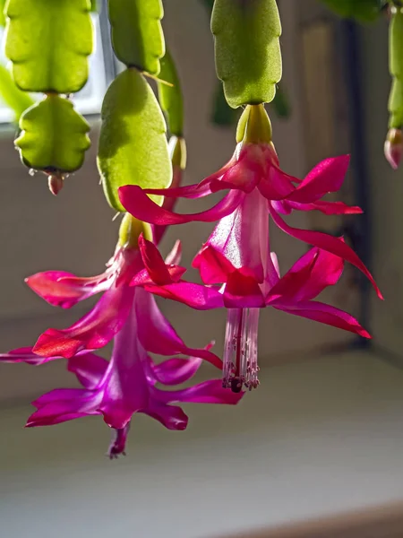Beautiful scarlet blooming Christmas cactus — Stock Image Beautiful scarlet blooming Christmas cactus Stock Photo