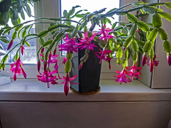 Beautiful scarlet blooming Christmas cactus — Stock Image Beautiful scarlet blooming Christmas cactus Royalty Free Stock Photos