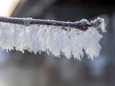 Güney Urallar 'da kışın buzla kaplı dallar, makro