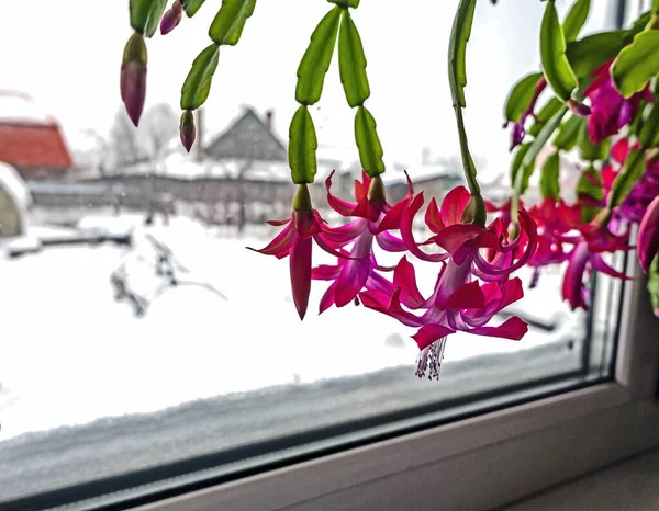 Красивый алый цветущий рождественский кактус на подоконнике — стоковое фото