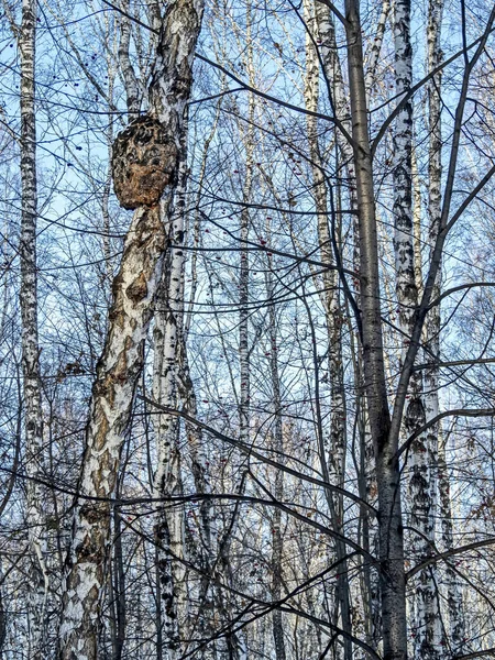 Великий гриб з латинською назвою Inonotus obliquus виростав на березовому дереві в лісі. — стокове фото