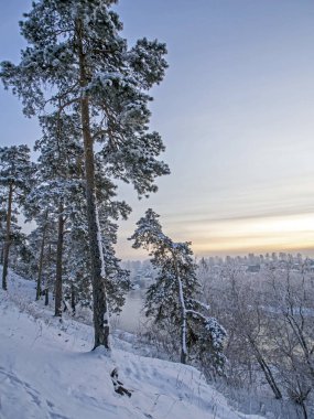 Soğuk bir kış akşamının yamacında çam ağacıyla kaplı