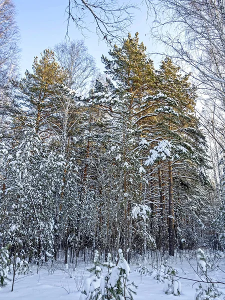 Зимний смешанный лес на Южном Урале — стоковое фото
