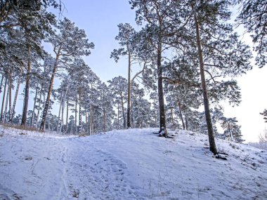 Çam ormanı serin bir kış akşamında