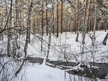 Karışık bir ormanda çözülmüş bir dere.