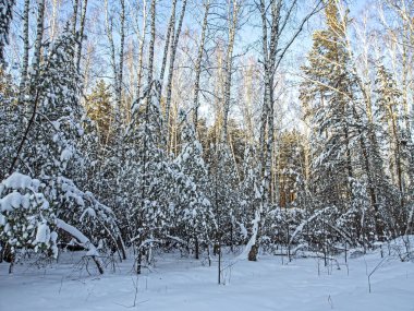 Güney Urallar 'da kış karışık ormanı